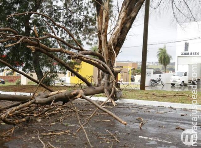 Galho de árvore cai, atinge casal em motocicleta e interdita Av. na capital