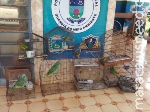 Criador de aves é multado em R$ 28 mil por manter plantel irregular