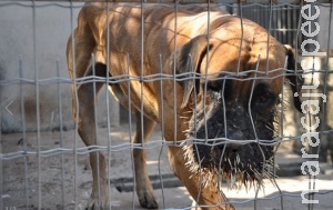 Quatro cachorros ficam feridos ao tentar atacar porco-espinho Quatro cachorros ficam feridos ao tentar atacar porco-espinho