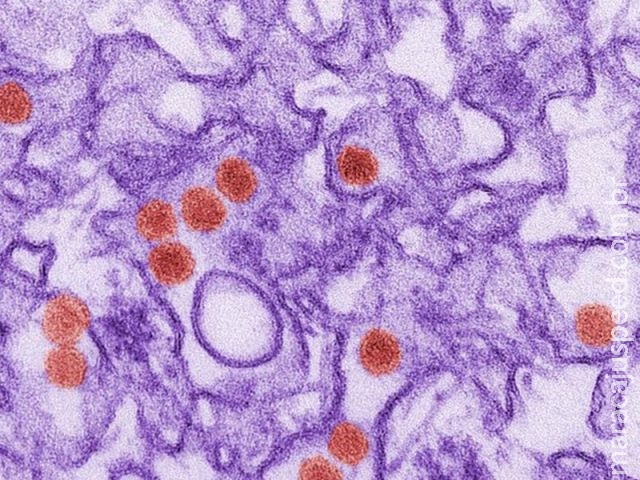 Planos de saúde passam a cobrir três testes de zika a partir desta quarta Planos de saúde passam a cobrir três testes de zika a partir desta quarta