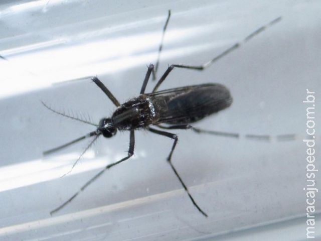 Brasil já registrou 165,9 mil infecções por zika em 2016, segundo boletim Brasil já registrou 165,9 mil infecções por zika em 2016, segundo boletim