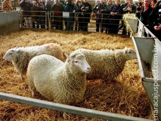 Clonagem da ovelha Dolly completa 20 anos
