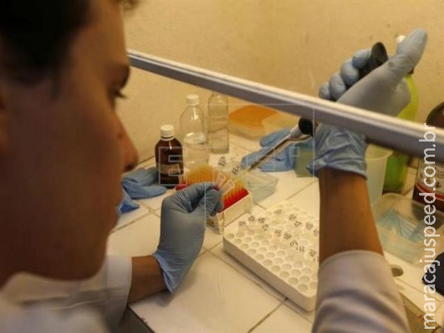 Fiocruz identifica mosquito comum como potencial transmissor da zika Fiocruz identifica mosquito comum como potencial transmissor da zika