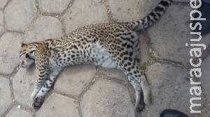Em mais um caso de atropelamento, jaguatirica é encontrada morta na BR-262 Em mais um caso de atropelamento, jaguatirica é encontrada morta na BR-262