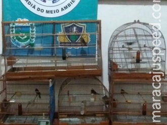 PMA autua criador de pássaros em R$ 5 mil por manter aves em cativeiro PMA autua criador de pássaros em R$ 5 mil por manter aves em cativeiro