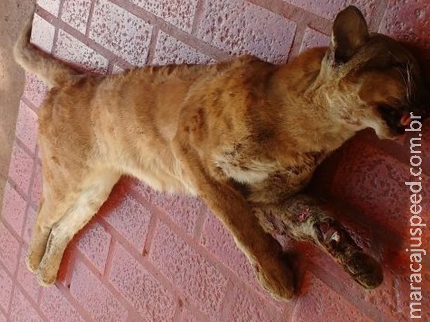 Onça-parda morre atropelada em rodovia de Mato Grosso do Sul Onça-parda morre atropelada em rodovia de Mato Grosso do Sul