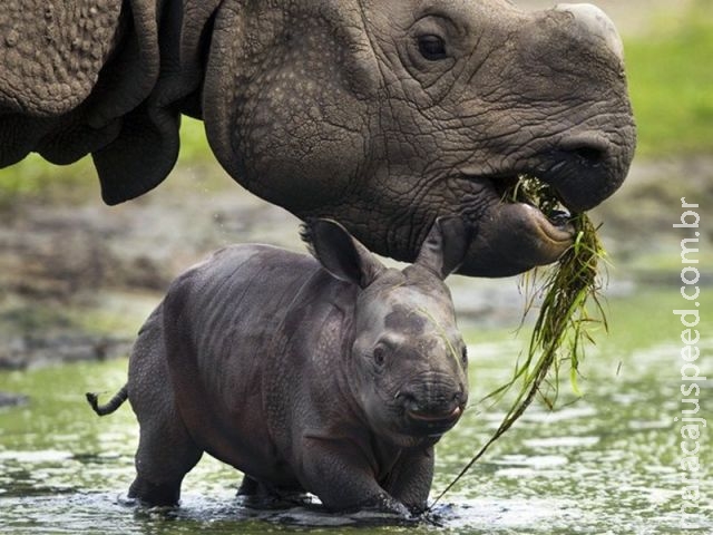 Perda de biodiversidade ameaça ecossistemas do planeta, diz estudo