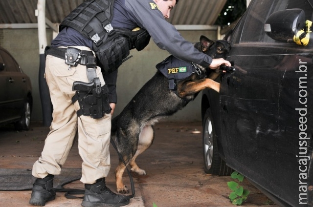 Faro contra o crime: brincadeira dos cães enfrenta criatividade do tráfico
