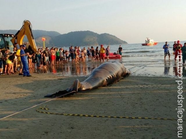 Baleia morta é retirada do mar após operação de resgate em Santos, SP