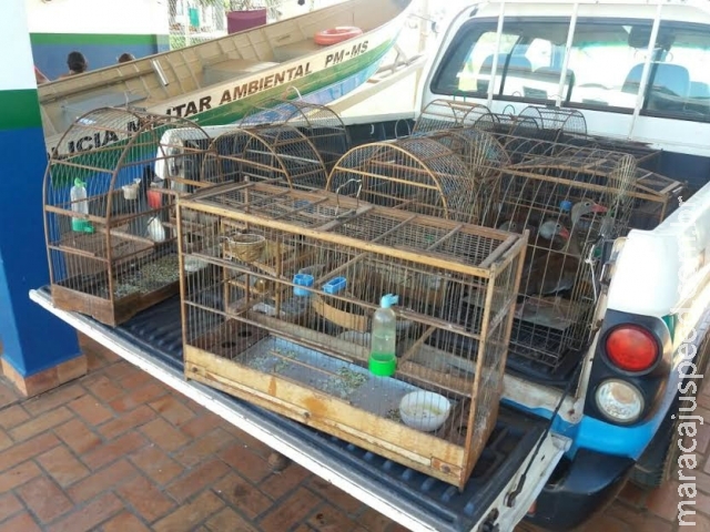 Assentado leva multa por capturar e criar 17 aves silvestres ilegalmente