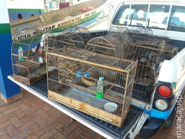 Assentado leva multa por capturar e criar 17 aves silvestres ilegalmente Assentado leva multa por capturar e criar 17 aves silvestres ilegalmente
