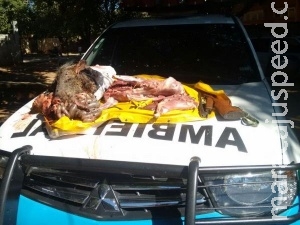 PMA prende pedreiro por ter abatido cateto e apreende rifle e munições