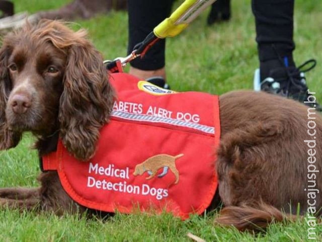 Cientistas descobrem como os cães detectam diabetes em seus donos Cientistas descobrem como os cães detectam diabetes em seus donos