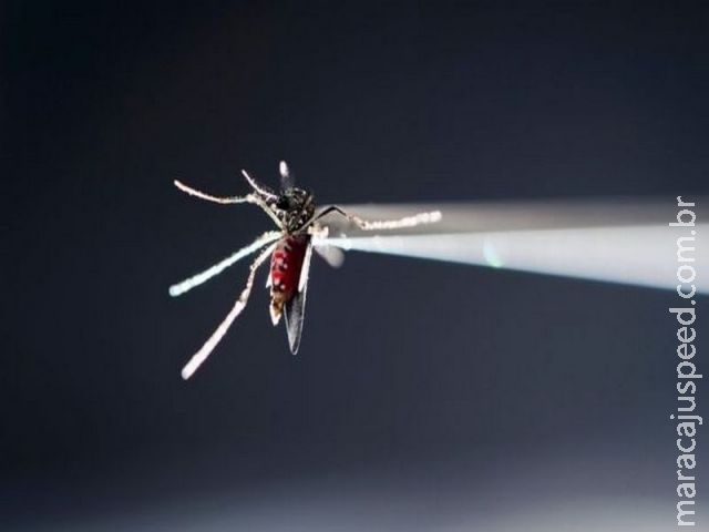 O Brasil vai encolher com a zika? O Brasil vai encolher com a zika?