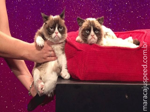 Grumpy Cat posa ao lado de sua escultura no museu de cera londrino Grumpy Cat posa ao lado de sua escultura no museu de cera londrino