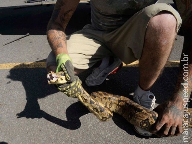 Cobra escondida sob SUV é resgatada em estacionamento nos EUA Cobra escondida sob SUV é resgatada em estacionamento nos EUA