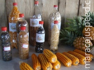 Feira agrícola que começa hoje quer resgatar uso das sementes crioulas Feira agrícola que começa hoje quer resgatar uso das sementes crioulas