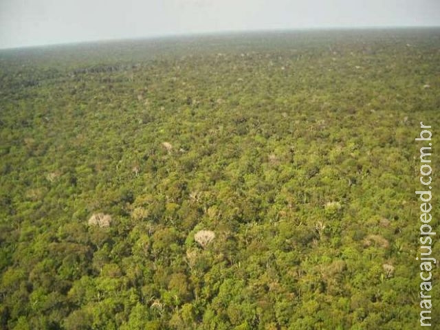  Degradação cria floresta zumbi na Amazônia