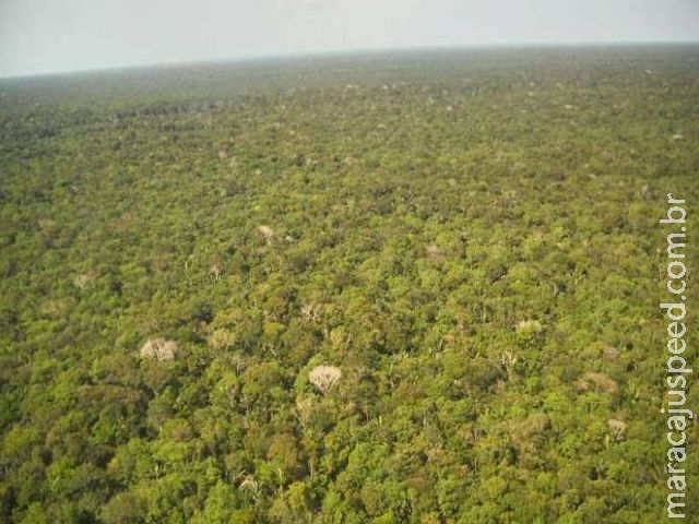 Degradação cria floresta zumbi na Amazônia Degradação cria floresta zumbi na Amazônia