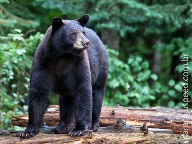 Homem sobrevive ileso a ataque de urso com golpes de boxe no Canadá Homem sobrevive ileso a ataque de urso com golpes de boxe no Canadá