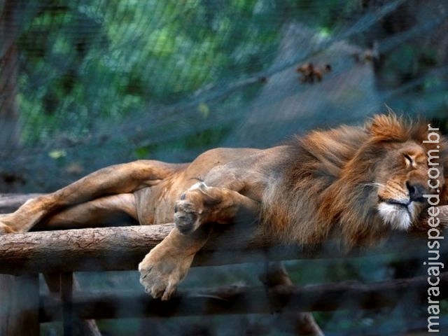 Animais morrem de fome em zoológico na Venezuela Animais morrem de fome em zoológico na Venezuela