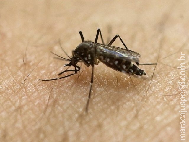 Cientistas encontram anticorpos eficazes contra a zika em ratos