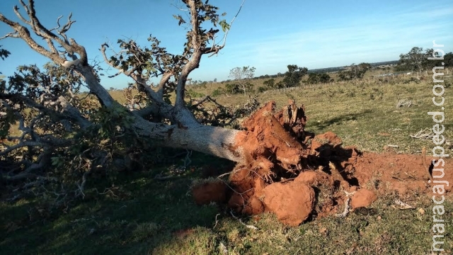 Produtor leva multa de R$ 7,8 mil por derrubada de árvore Produtor leva multa de R$ 7,8 mil por derrubada de árvore