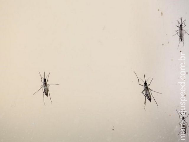 Flórida investiga dois novos casos suspeitos de transmissão local de zika Flórida investiga dois novos casos suspeitos de transmissão local de zika