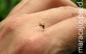 Vírus zika também é resultado de desigualdades no Brasil, diz UNFPA Vírus zika também é resultado de desigualdades no Brasil, diz UNFPA