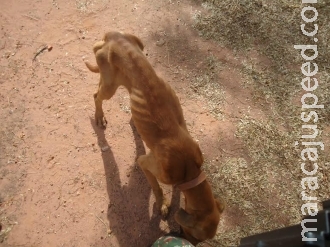 PMA autua em R$ 3,5 mil dono de hotel por maus-tratos a cachorros PMA autua em R$ 3,5 mil dono de hotel por maus-tratos a cachorros