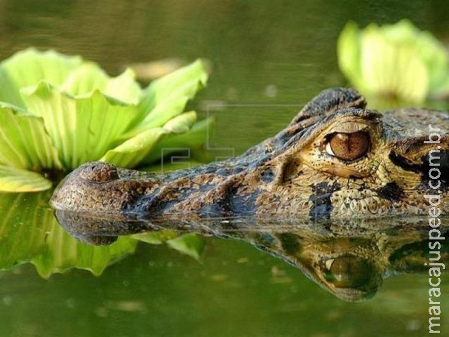 Cientistas apontam que petróleo ameaça 745 espécies na Amazônia equatoriana Cientistas apontam que petróleo ameaça 745 espécies na Amazônia equatoriana
