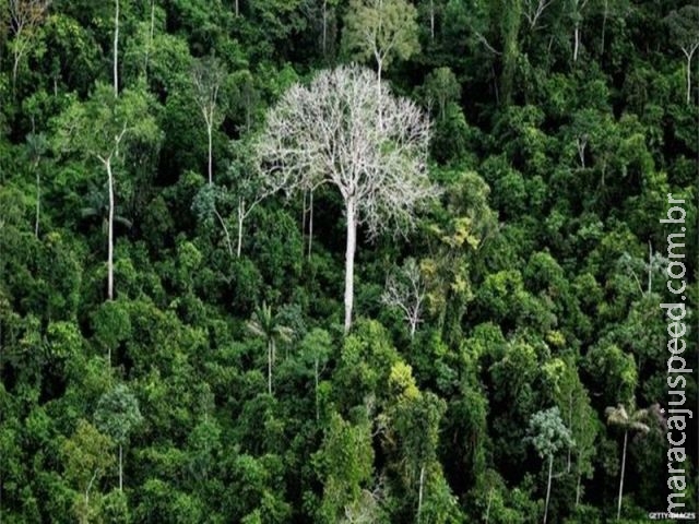 Catalogar todas as espécies de árvores da Amazônia levaria 300 anos, mostra levantamento Catalogar todas as espécies de árvores da Amazônia levaria 300 anos, mostra levantamento