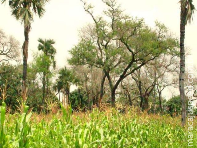 Fazenda em SP mostra viabilidade da agrossilvicultura de grande escala Fazenda em SP mostra viabilidade da agrossilvicultura de grande escala