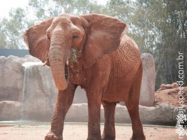 Elefante mata menina de 7 anos em zoológico no Marrocos