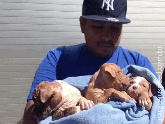 Bombeiros resgatam 6 cachorrinhos de buraco sob casa nos EUA