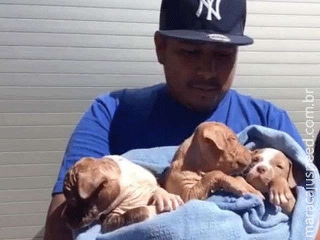 Bombeiros resgatam 6 cachorrinhos de buraco sob casa nos EUA Bombeiros resgatam 6 cachorrinhos de buraco sob casa nos EUA