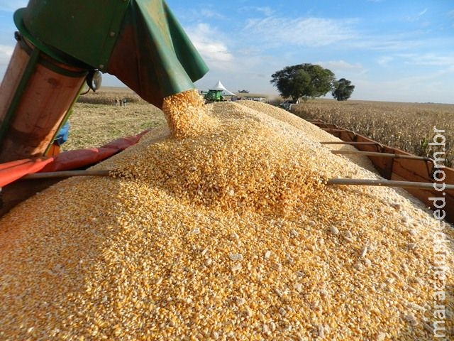 Colheita de milho evolui 11% em uma semana e chega a 38% das lavouras de MS Colheita de milho evolui 11% em uma semana e chega a 38% das lavouras de MS