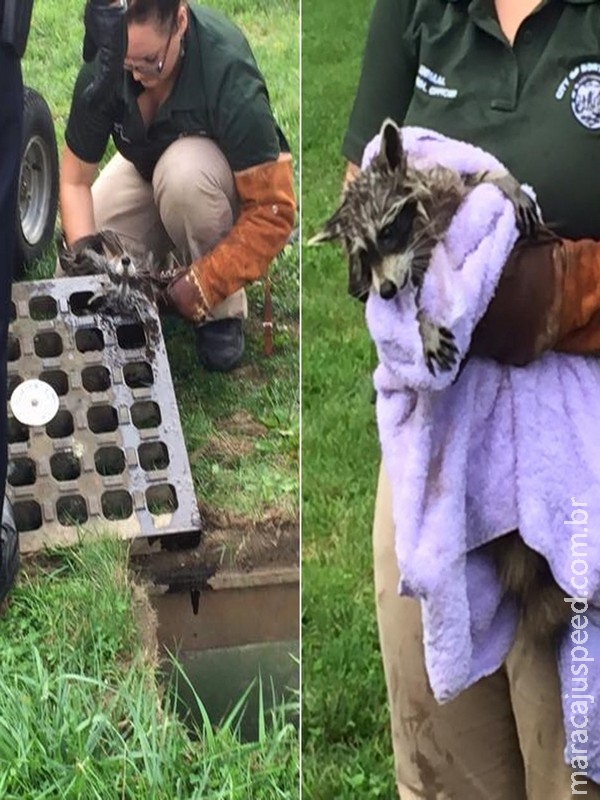 Guaxinim é resgatado após entalar cabeça em tampa de bueiro Guaxinim é resgatado após entalar cabeça em tampa de bueiro