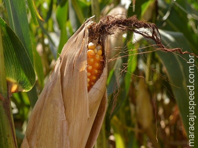 Maracaju tem cerca de 41% da safra do milho já colhida