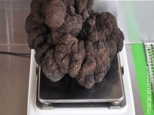 Australiano encontra trufa negra gigante em sua propriedade Australiano encontra trufa negra gigante em sua propriedade