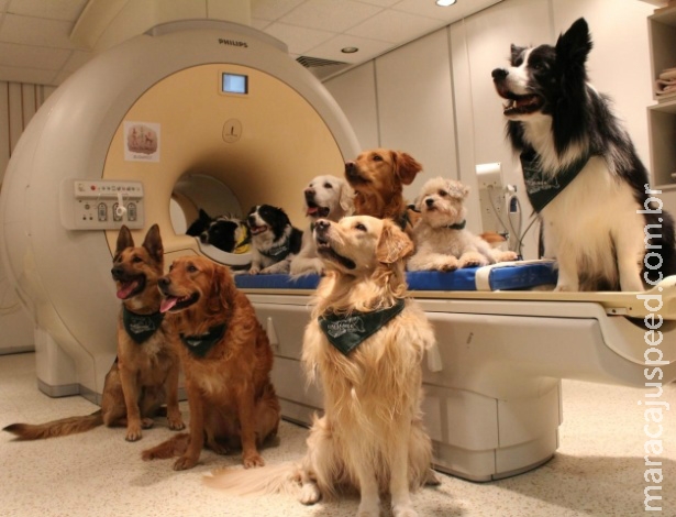 Ciência prova que cães, assim como humanos, entendem palavras e entonação
