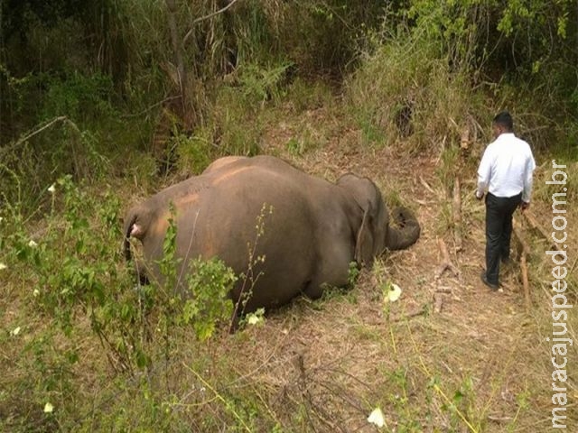 Quatro elefantes morrem atropelados por trem em Sri Lanka