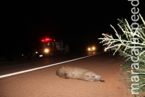 Motociclista fica ferido após atropelar capivara que cruzou rodovia