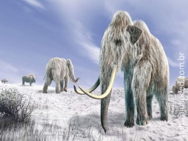 Cientistas desvendam os desesperadores dias finais de um grupo de mamutes na Terra Cientistas desvendam os desesperadores dias finais de um grupo de mamutes na Terra