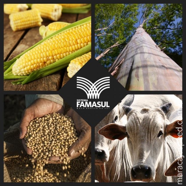 VBP (Valor Bruto de Produção) da agropecuária atinge R$ 27 bilhões em 2016, segundo previsão do Sistema Famasul VBP (Valor Bruto de Produção) da agropecuária atinge R$ 27 bilhões em 2016, segundo previsão do Sistema Famasul
