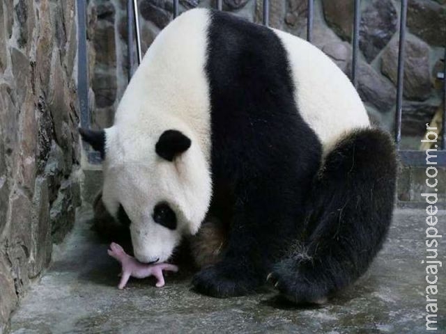  Nasce em Viena urso panda gigante fruto de copulação