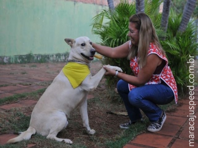Arquiteta procura cães para levar carinho e mudar o dia nos asilos e abrigos Arquiteta procura cães para levar carinho e mudar o dia nos asilos e abrigos