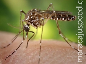 Em pleno inverno, gripe da folga, mas vírus da dengue ainda faz vítimas