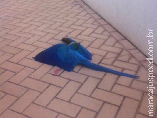 Veterinário encontra arara-canindé morta a tiro em quintal de casa Veterinário encontra arara-canindé morta a tiro em quintal de casa