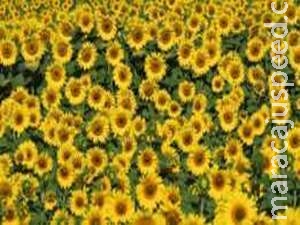 Pesquisadores desvendam o mistério: por que os girassóis de repente param de seguir o sol Pesquisadores desvendam o mistério: por que os girassóis de repente param de seguir o sol